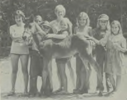 Camp Yorktown Bay horses