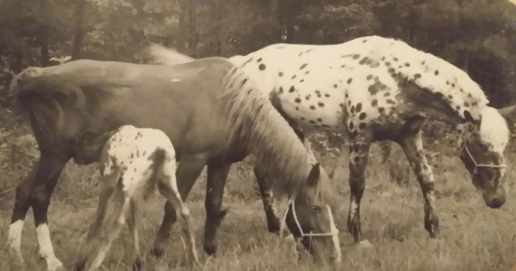 Camp Yorktown Bay horses